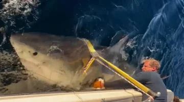 ظهور سمكة القرش «غودال» العملاقة يثير القلق على شواطئ نيويورك 1